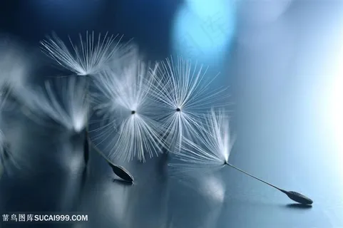 高清唯美蒲公英鲜花图片