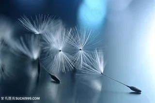 高清唯美蒲公英鲜花图片