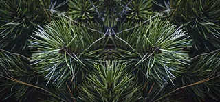 绿色绿植枝叶镜像镜头，新鲜生命力摄影图