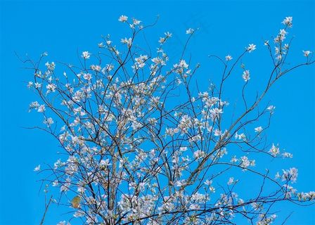 冬日的花卉摄影