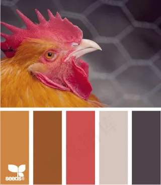 家禽鸟类配色色卡色彩搭配