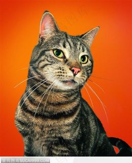 宠物猫（得意的笑）