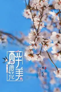 春季旅游清新创意樱花节海报  春季旅游清新创意樱花节海报