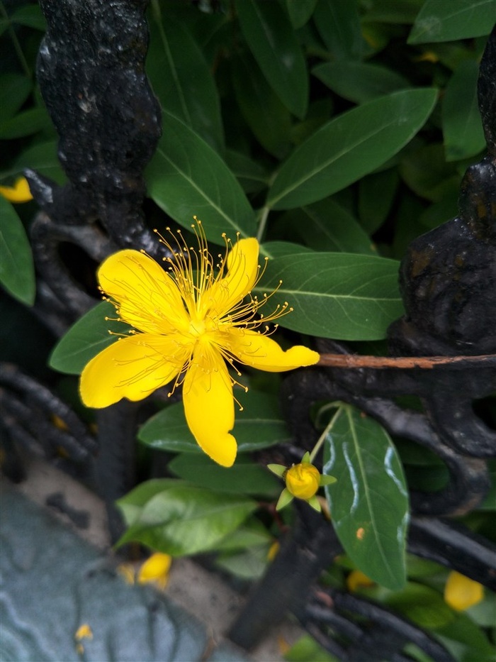 金丝桃高清特写