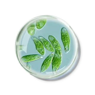 化妆品产品成分—细小裸藻 免抠图 化妆品产品成分—细小裸藻 免抠图