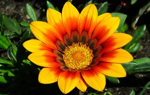 杂色菊花朵微距图片 杂色菊花朵微距图片