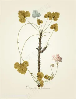 唯美时尚工笔画树叶树枝挂画 唯美时尚工笔画树叶树枝挂画