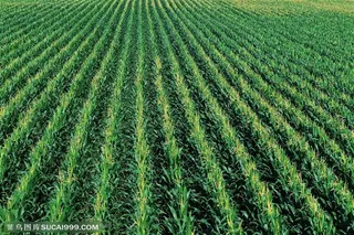 农作物-排列整齐的玉米地