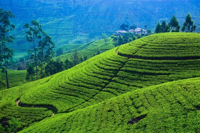 唯美的山坡草原景色