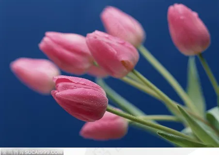 将要绽放的粉色郁金香