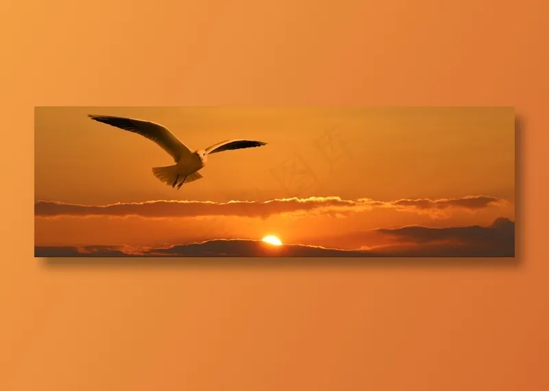黄昏夕阳海鸥图片