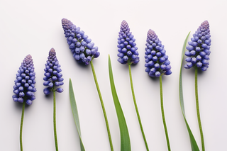 紫色葡萄风信子花摄影图