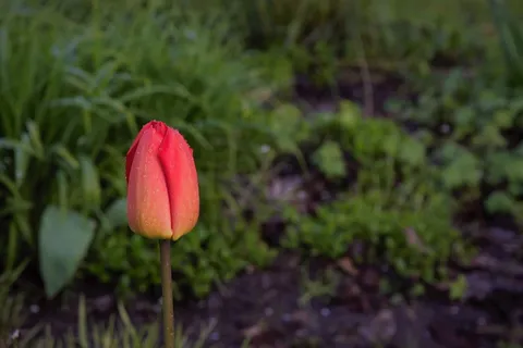 红色郁金香花苞图片 红色郁金香花苞图片