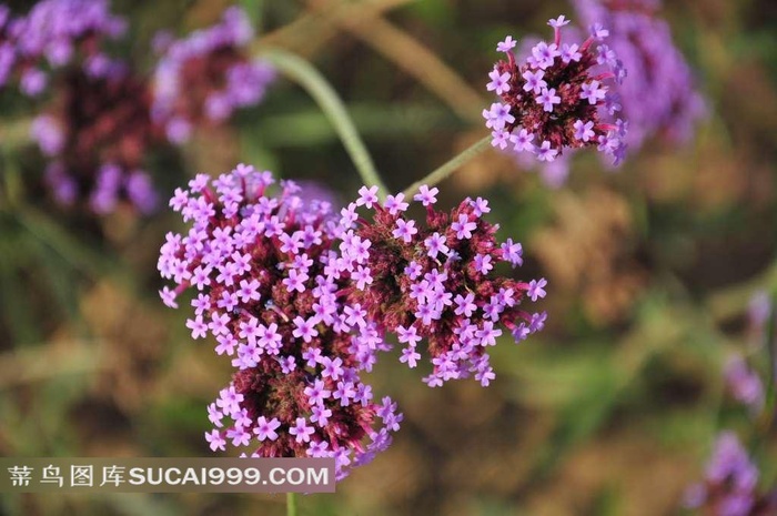 高清薰衣草特写图片