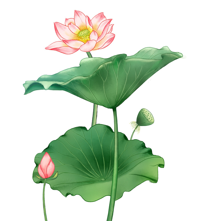 国潮中国风手绘荷花莲花荷叶莲藕植物花卉装饰插画PSD设计素材
