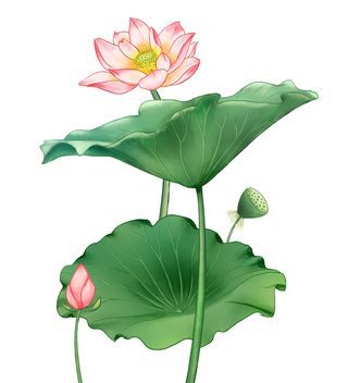 国潮中国风手绘荷花莲花荷叶莲藕植物花卉装饰插画PSD设计素材