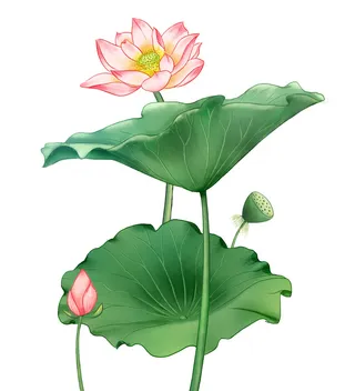 国潮中国风手绘荷花莲花荷叶莲藕植物花卉装饰插画PSD设计素材