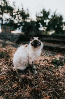 黑白伯曼猫图片 黑白伯曼猫图片