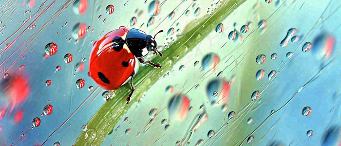 雨天雨水水珠上七星瓢虫动物爬行，彩色渐变摄影图(1680x720)