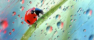 雨天雨水水珠上七星瓢虫动物爬行，彩色渐变摄影图