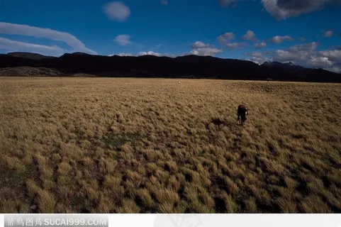 草原上奔跑的小马