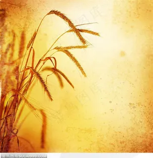 阳光下的几株麦穗 阳光下的几株麦穗