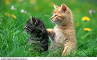 草地里的英国硬毛猫图片