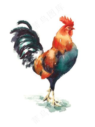 水彩手绘大公鸡高清图片