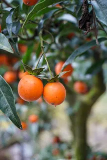 野红色果子-柿子