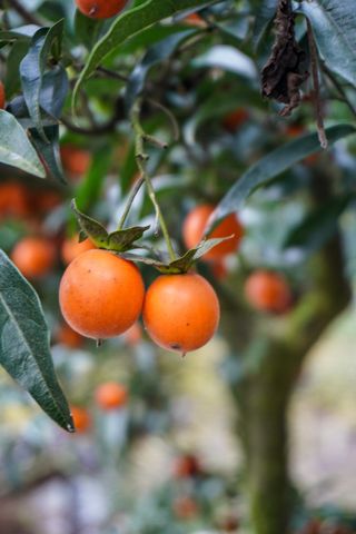 野红色果子-柿子