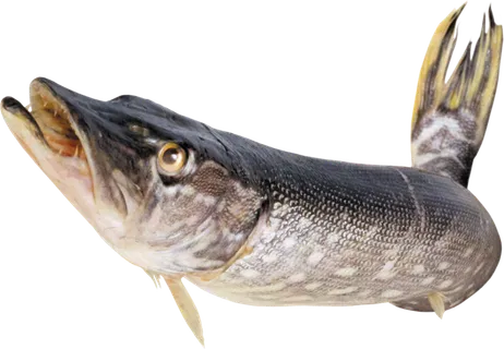 免抠素材摄影海洋珊瑚海底海鱼