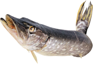 免抠素材摄影海洋珊瑚海底海鱼