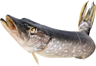 免抠素材摄影海洋珊瑚海底海鱼