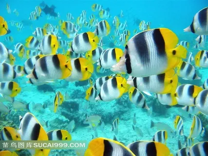漂亮的海底鱼群素材 漂亮的海底鱼群素材