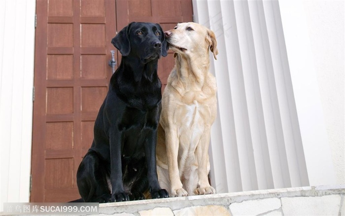 大型犬-门口的拉布拉多犬