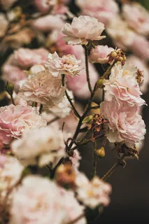 干枯的粉色花朵图片 干枯的粉色花朵图片