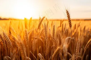 金黄小麦麦田成熟摄影图