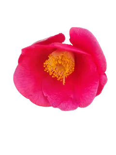 山茶花“免扣”