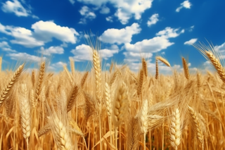 蓝天白云下成熟麦子近景高清细节摄影图