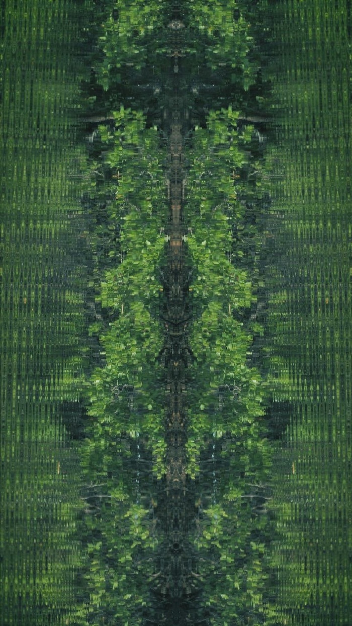 红树林沼泽，抽象镜头