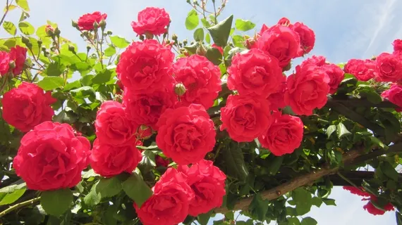 花园红色玫瑰花图片 花园红色玫瑰花图片