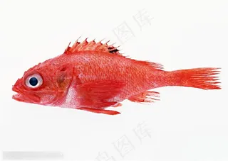 新鲜鱼类- 鲜艳的红色鱼