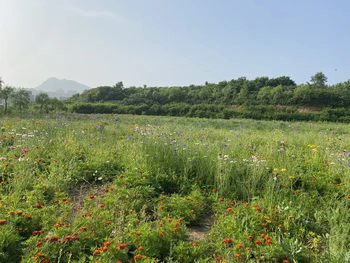 路边的野花