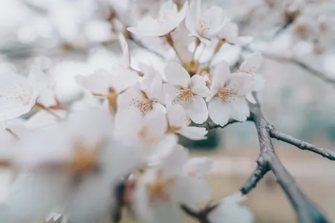 立春春天背景花图片 立春春天背景花图片