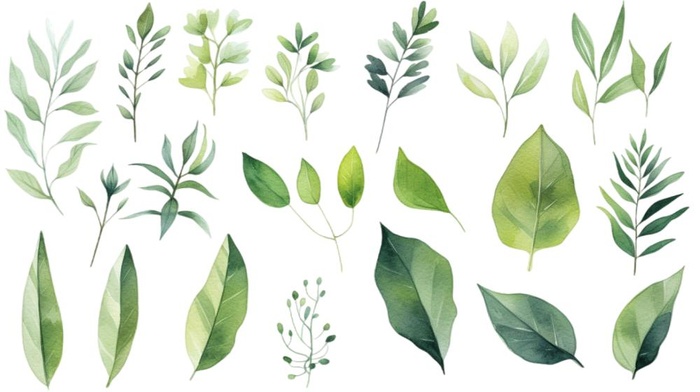 绿叶植物树叶茶壶免抠