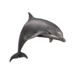 免抠海豚实物摄影图片