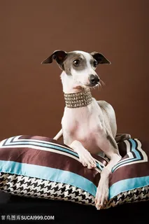 趴在靠枕上的宠物狗狗图片