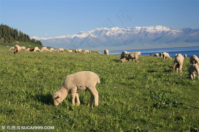 赛里木湖吃草的羊儿