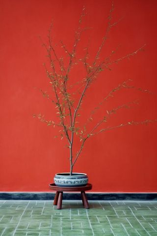 中国风红墙古风枝叶背景