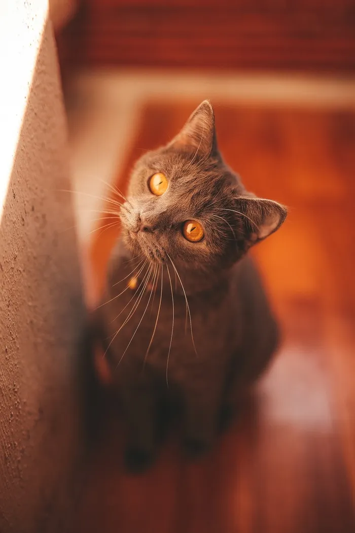 可爱猫咪猫猫摄影素材